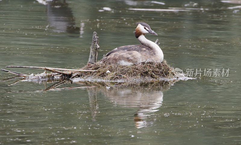 大冠毛鸊鷉(Podiceps cristatus)的繁殖